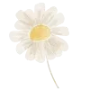 🌼