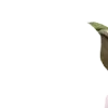 ⭐️