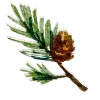 🌲