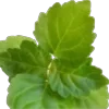 🍀
