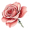 🌹