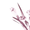 🌸