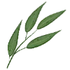 🌱