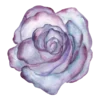 🌹