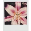 🌸