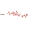🌸