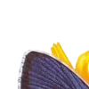 🌻