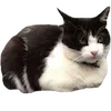 🐈‍⬛