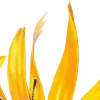 🌻