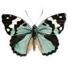 🦋