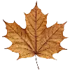 🍂