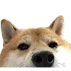 🐶
