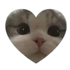 🐱
