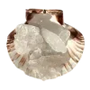 🐚