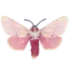 🦋