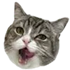 🐈