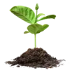 🌱