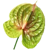 🍃