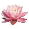 🌸