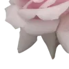 🌸