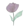 🌷
