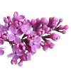 💜