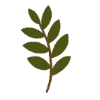 🌱