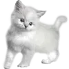 🐈
