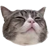 🐈