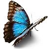🦋