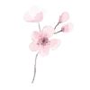 🌸