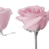 🌸