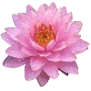 🌸