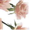 🌸