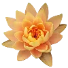 🌼
