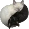 🐱