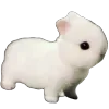 🐰