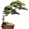 🌳