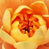 🧡