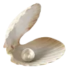 🐚