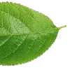 🍃