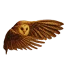 🦉