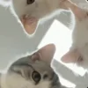 🐾