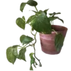 🌺