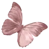 🦋