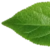 🍃