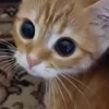 👀
