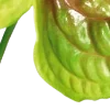 ☘️