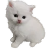🐈