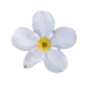 🌸